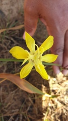 Moraea ramosissima