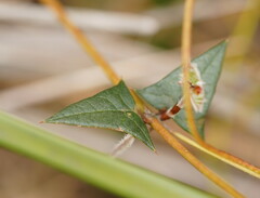 Platylobium obtusangulum