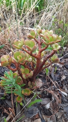 Crassula ovata