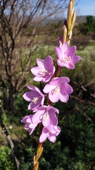 Watsonia marginata