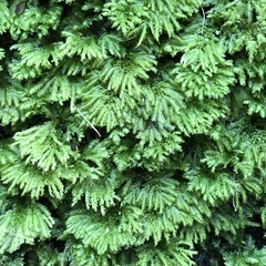 Hypnodendron