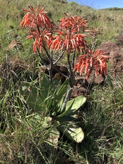 Aloe maculata