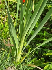 Typha capensis