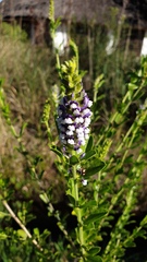 Psoralea bracteolata