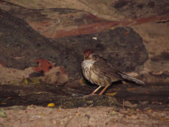 Pellorneum ruficeps