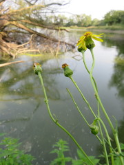Jacobaea paludosa paludosa