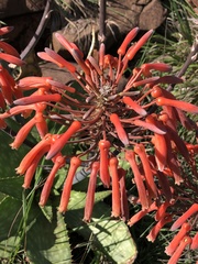 Aloe maculata