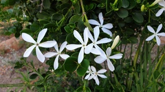 Carissa macrocarpa