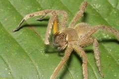 Phoneutria boliviensis