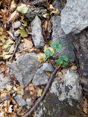 Heracleum ligusticifolium