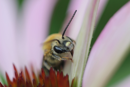 Pruinose Squash Bee