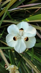 Dietes bicolor