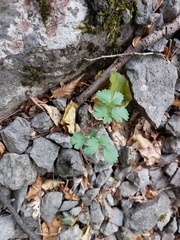 Heracleum ligusticifolium