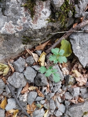 Heracleum ligusticifolium
