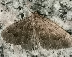 Triphosa dubitata