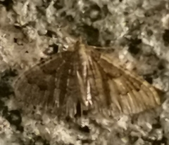 Triphosa dubitata