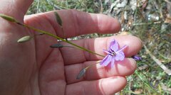 Arthropodium strictum