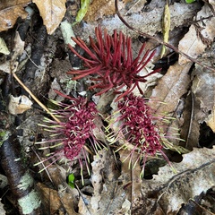 Knightia excelsa
