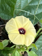 Hewittia malabarica