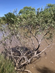 Salix mucronata
