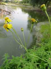 Jacobaea paludosa paludosa