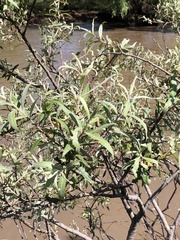 Salix mucronata