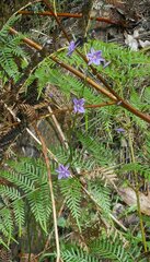 Arthropodium strictum