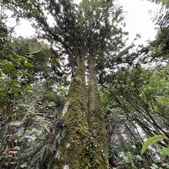 Knightia excelsa