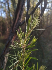 Persoonia linearis