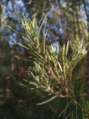 Persoonia linearis