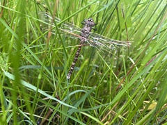 Adversaeschna brevistyla