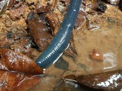 Megascolex caeruleus