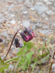 Lathyrus linifolius montanus