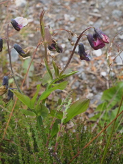 Lathyrus linifolius montanus