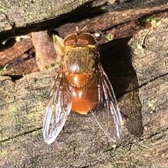 Calliphora ochracea