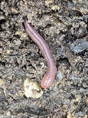 Lumbricus