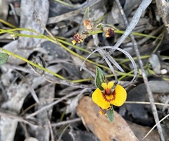 Bossiaea prostrata