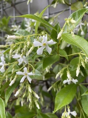 Trachelospermum jasminoides
