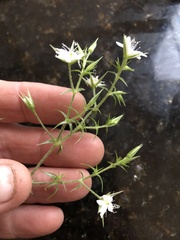 Stellaria pungens