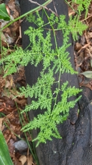 Asparagus setaceus