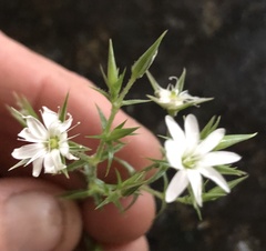 Stellaria pungens