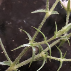 Stellaria pungens