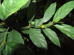 Mitriostigma axillare