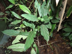 Mitriostigma axillare
