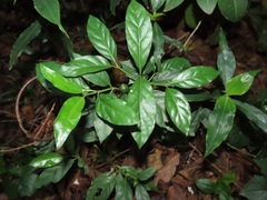 Mitriostigma axillare
