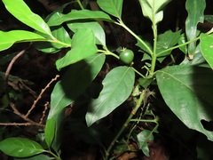 Mitriostigma axillare