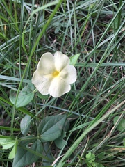 Thunbergia