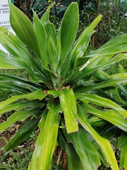 Dracaena aletriformis
