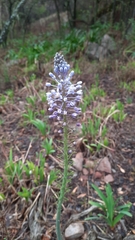 Merwilla plumbea