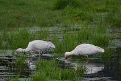 Platalea flavipes